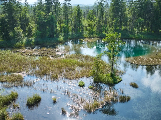 Türkisblaues Quellwasser mit Grasinseln und Bäumen im Murnauer Moos