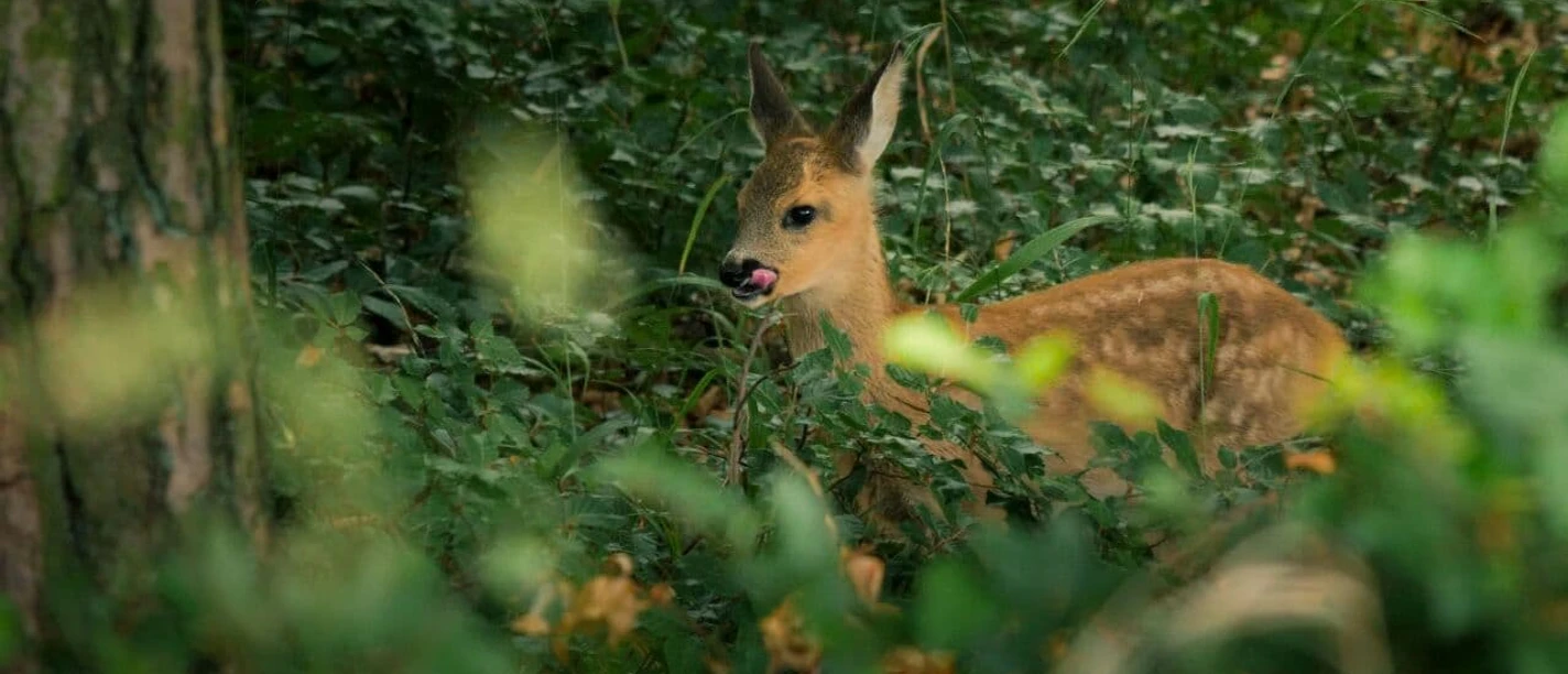 Rehkitz_Wilde Wälder.jpg Ein kleines Rehkitz im Wald. Im Vordergrund sind Gräser