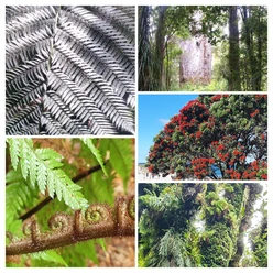 Jutta Pals - Neuseelands Bäume - eine Liebeserklärung Collage mit Farnen, Urwaldbäumen und rot blühendem Pohutukawa in Neuseeland.