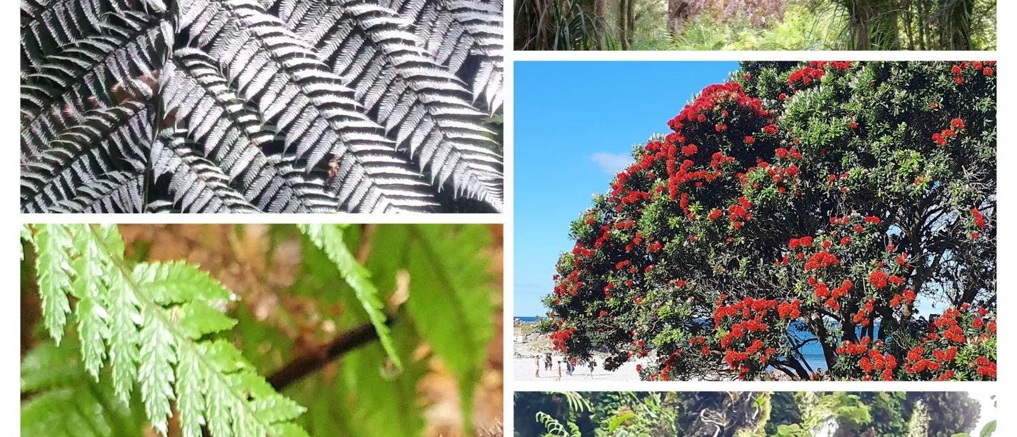 Jutta Pals - Neuseelands Bäume - eine Liebeserklärung Collage mit Farnen, Urwaldbäumen und rot blühendem Pohutukawa in Neuseeland.
