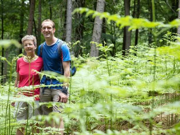 Wandern im Wiehengebirge Wanderpaar zwischen grünen Farnen im schattigen Wald des Wiehengebirges.