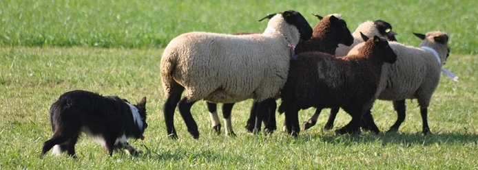 Sheepdog Trial am Bettmersee