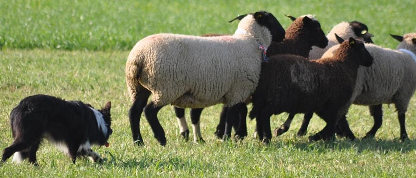 Sheepdog Trial am Bettmersee