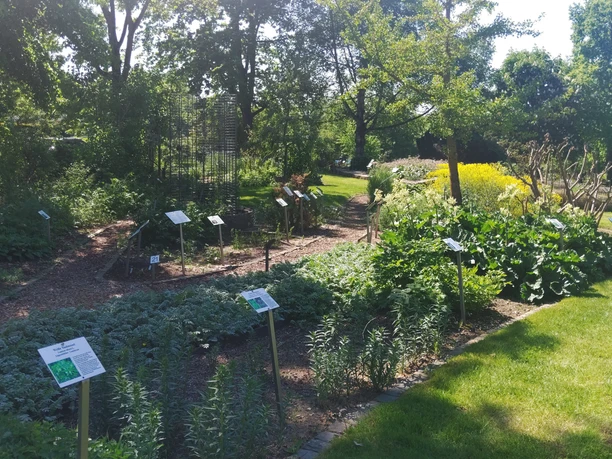 Apothekergarten Kräuter