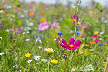 naturnahe Blumenwiese-c-adobestock-floydine.jpg