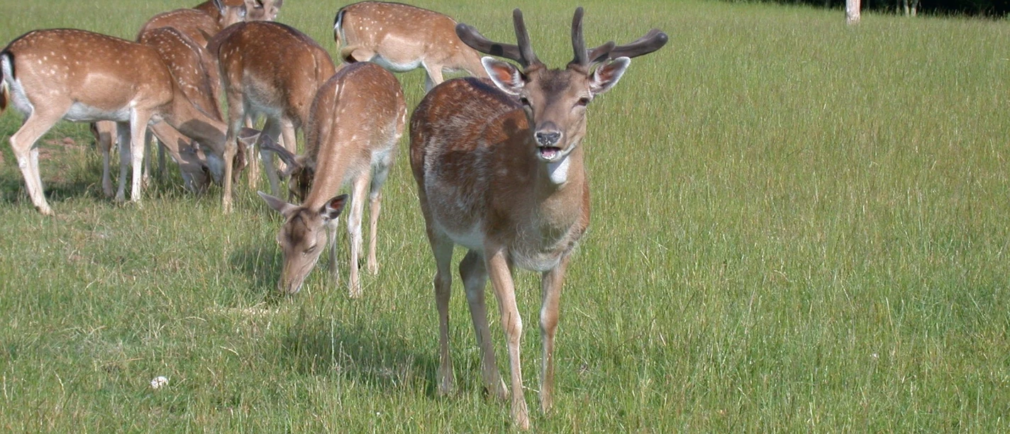 damwildfütterung-c-sielmann-stiftung.JPG