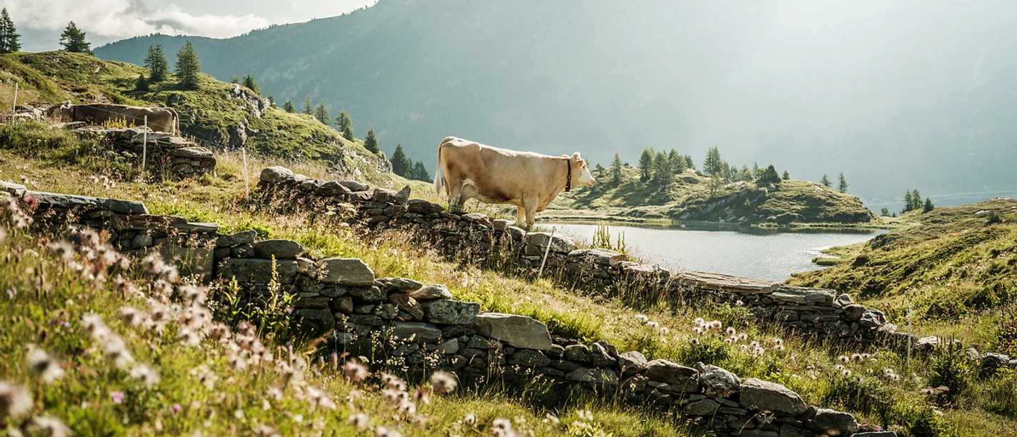 Milchkuh am Stockalperweg