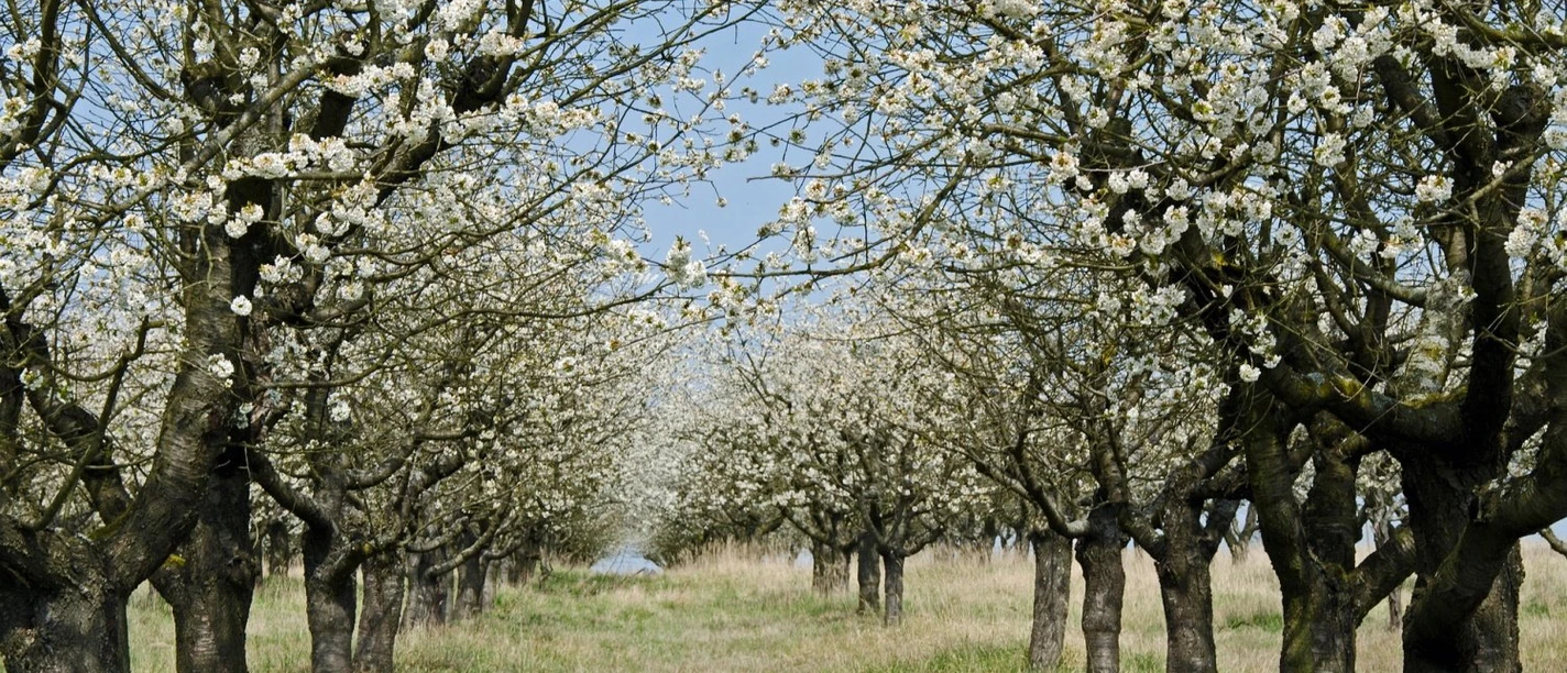 Obstbäume im Frühling
