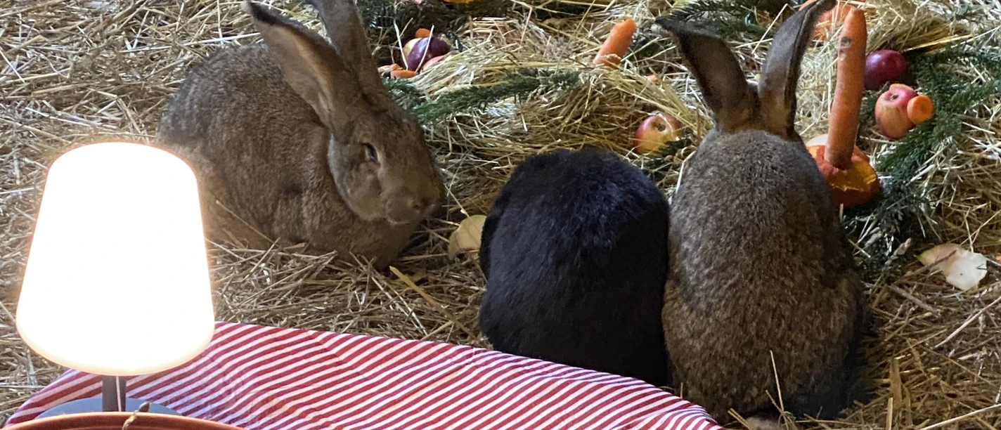 weihnachten-im-stall-c-sielmann-stiftung.JPG