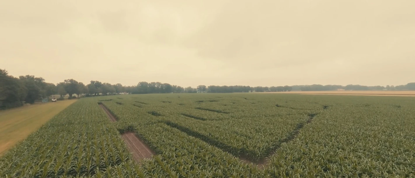 Maislabyrinth im Kliemannsland
