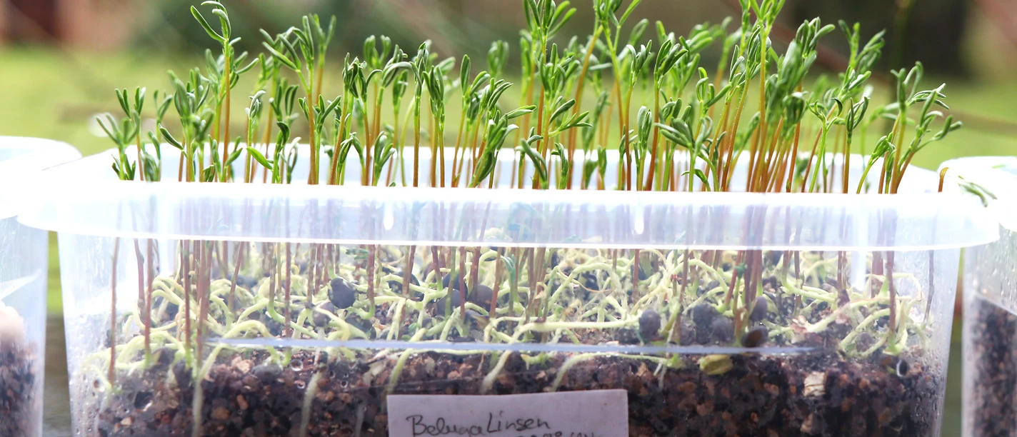 Microgreens-Belugalinsen-c-Lisa-Heyn.jpg