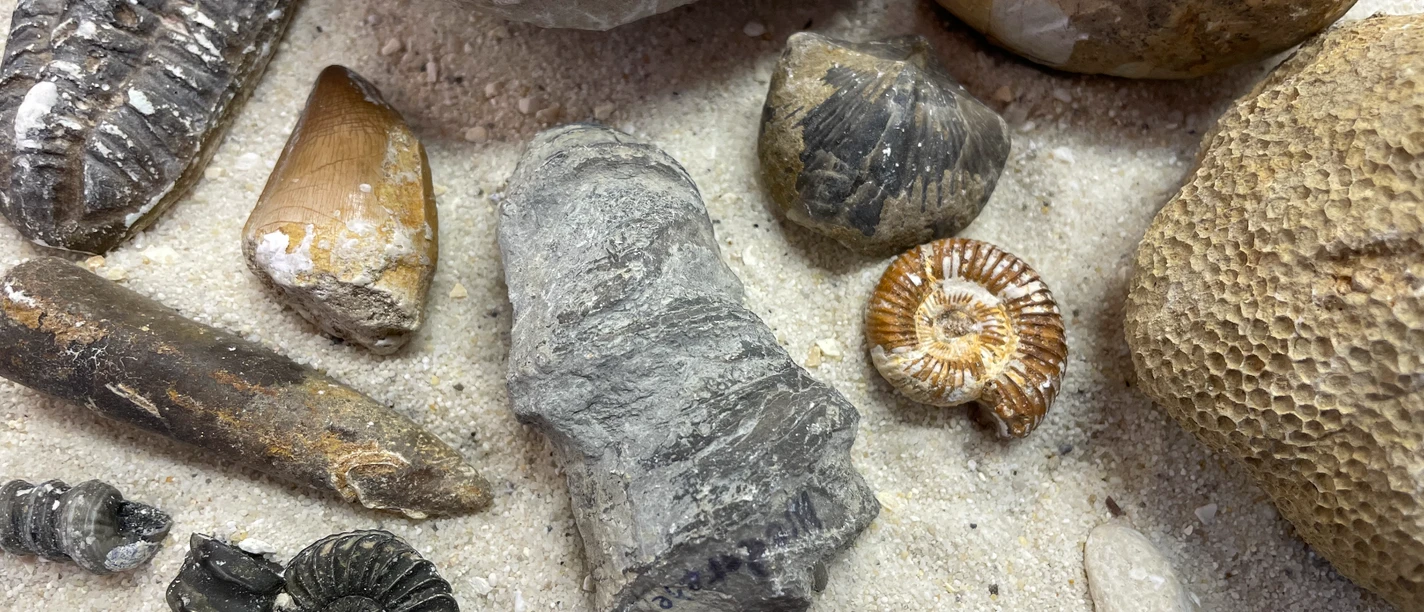 Fossilien im Sand
