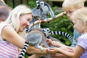 Familie füttert Kattas bei einer Tierbegegnung im Tierpark Ströhen.