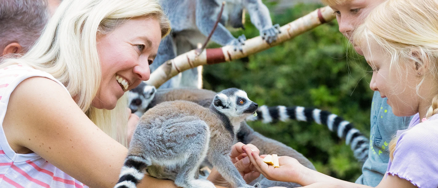 Familie füttert Kattas bei einer Tierbegegnung im Tierpark Ströhen.