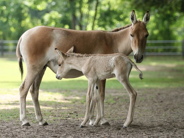 Wildeselstute mit Fohlen auf schattiger Weide im Tierpark Ströhen.