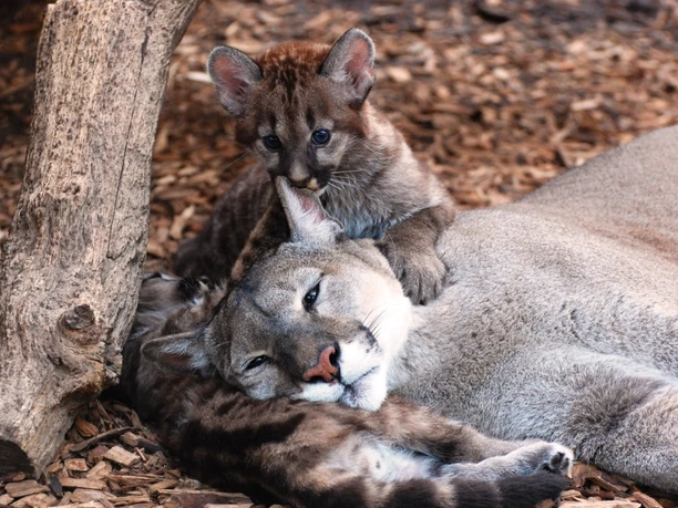 Puma-Jungtier schmiegt sich an ein ruhendes erwachsenes Tier im Tierpark Ströhen.