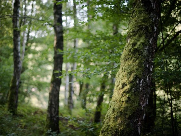 Mountainbiken zu den wildromantischen Hirschbornteiche