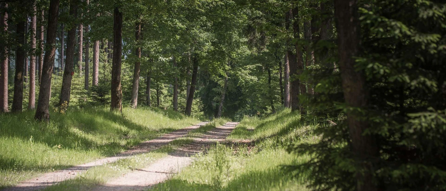 Wandern auf der Spessartspur Hohes Kreuz Bad Orb und Markberg in Bad Orb