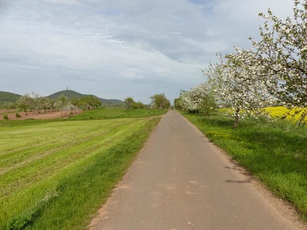 Kirschplantagen vor Tilleda