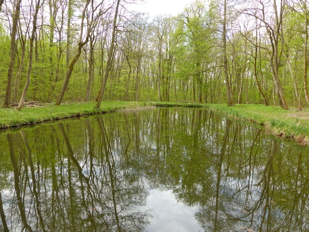 Rohrteich in der Hainleite