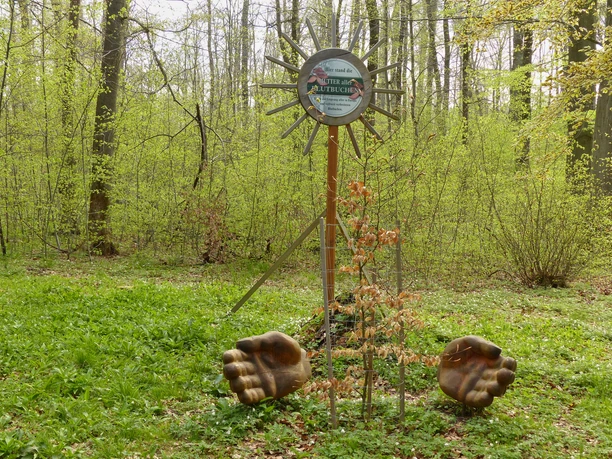 Dort stand die Mutterblutbuche in der Hainleite