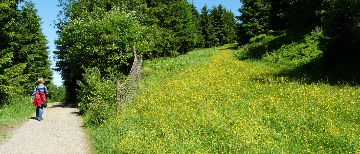 Heilklima-Wandern