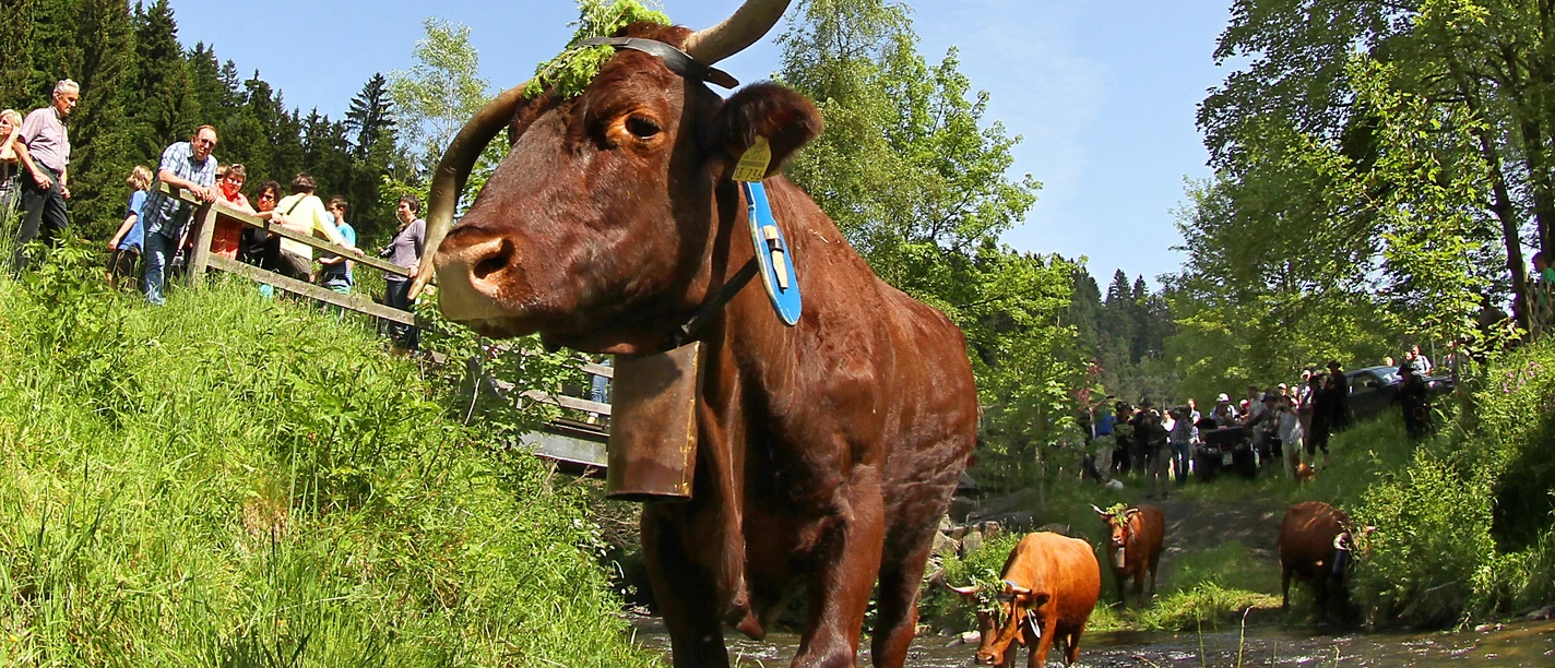 Wildemann