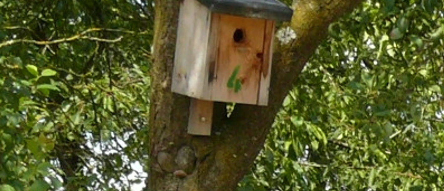 Weg der Vögel Igersheim - liebevoll gezimmerte Nistkästen säumen den Weg
