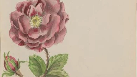 blaue-blume-u-rose-skizzenbuch-marianne-franziska-seiffert-von-klettenberg-392x0 (1).jpg