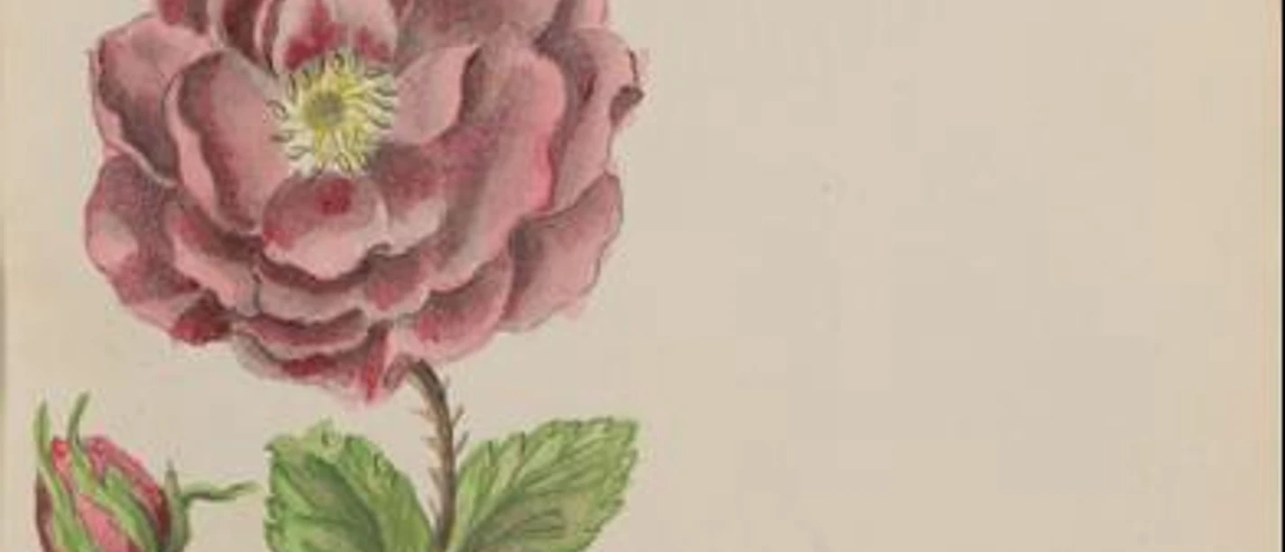 blaue-blume-u-rose-skizzenbuch-marianne-franziska-seiffert-von-klettenberg-392x0 (1).jpg