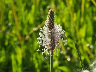 Spitzwegerich