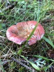IMG_1556.jpeg