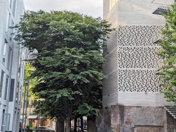 Großstadtdschungel am Kölner Dom Großer Baum zwischen modernen Fassaden und Backsteinmauer in der Kölner Innenstadt