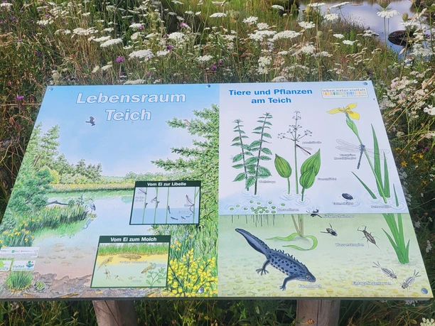 Friedlandsee, Esterwegen ©Naturpark Hümmling (9).jpg