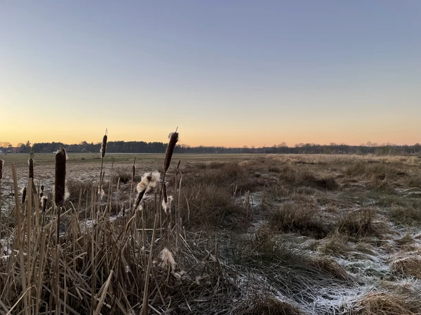Schilf und vereiste Moorwiesen im Morgenlicht am Moor- und Radewiesenrundweg.