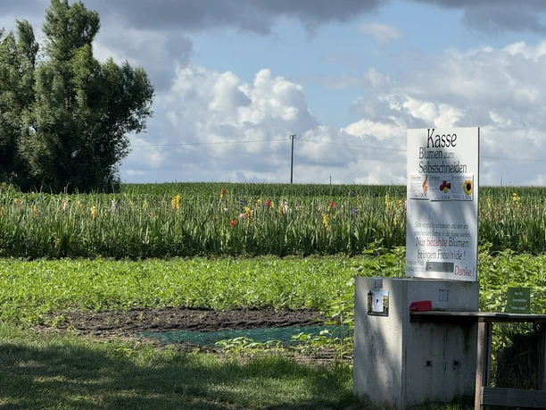 Bunte Blumen auf einer Wiese zum Selberschneiden.