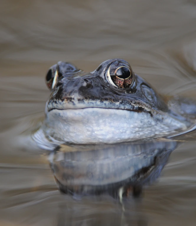 14 Grasfrosch Foto Schüring.JPG