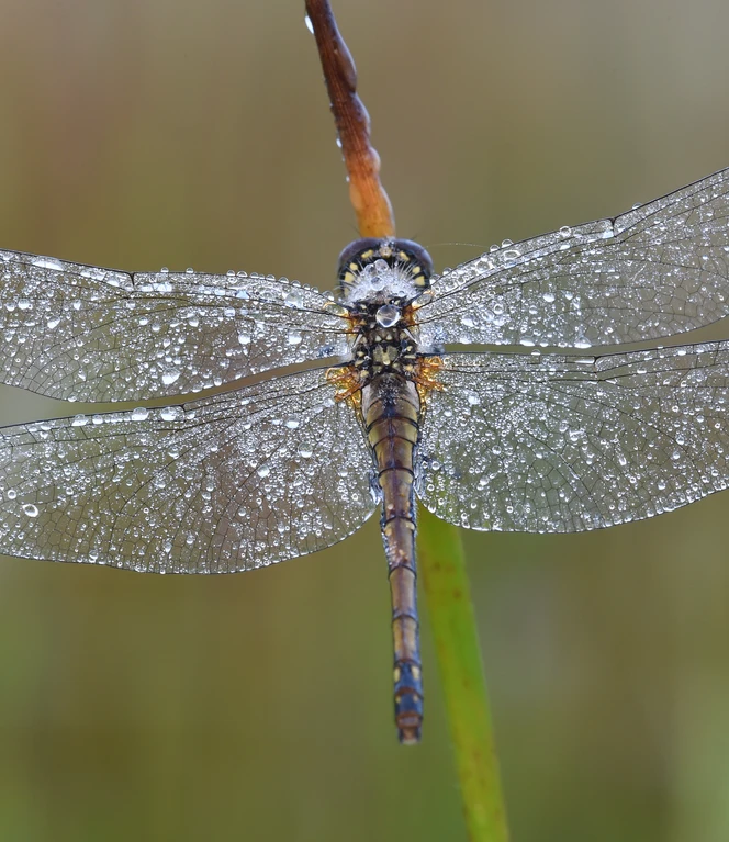 16. Libelle Foto Schüring.JPG