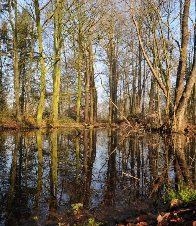 12 namenloser Waldschlatt Foto Schüring.JPG