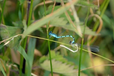 Libelle