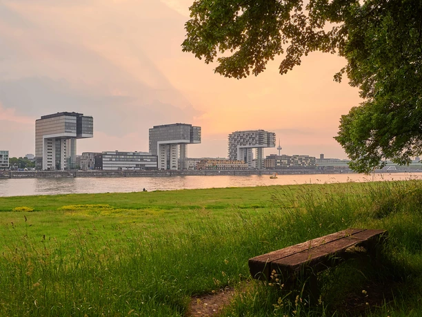 Kölner Kranhäuser am Rhein bei Abendlicht, mit Wiese, Baum und Bank im Vordergrund