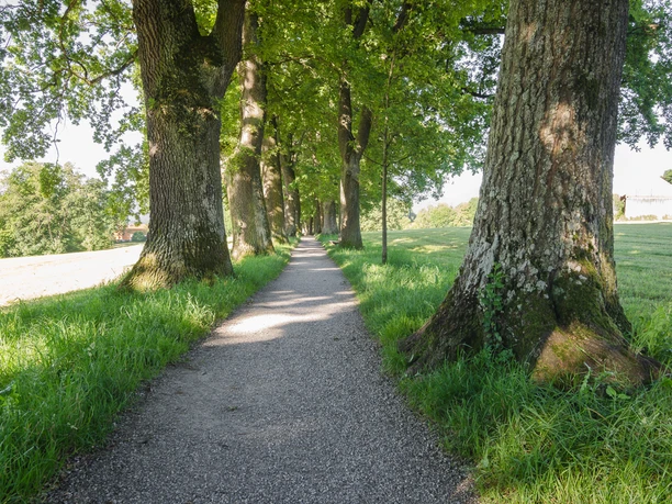 Die Kottmüller-Allee bei Murnau