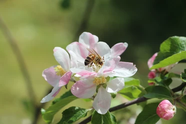 Bienenweg Bad Kohlgrub - Biene an der Blüte