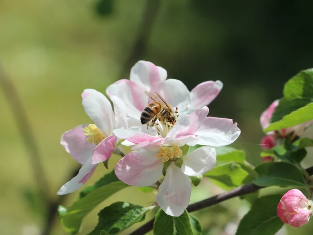 Bienenweg Bad Kohlgrub - Biene an der Blüte