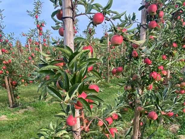 Apfelplantage