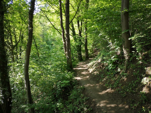 Typischer Pfad des Max Schultze-Steiges Waldpfad im Sonnenschein, umgeben von üppigem Grün und hohen Bäumen.