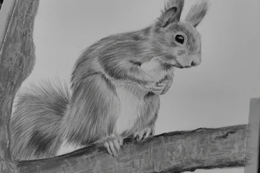 Eichhörnchen in Bleistift