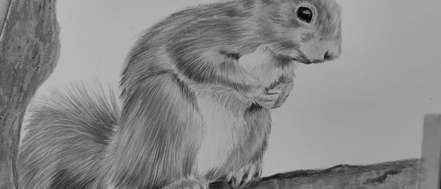 Eichhörnchen in Bleistift