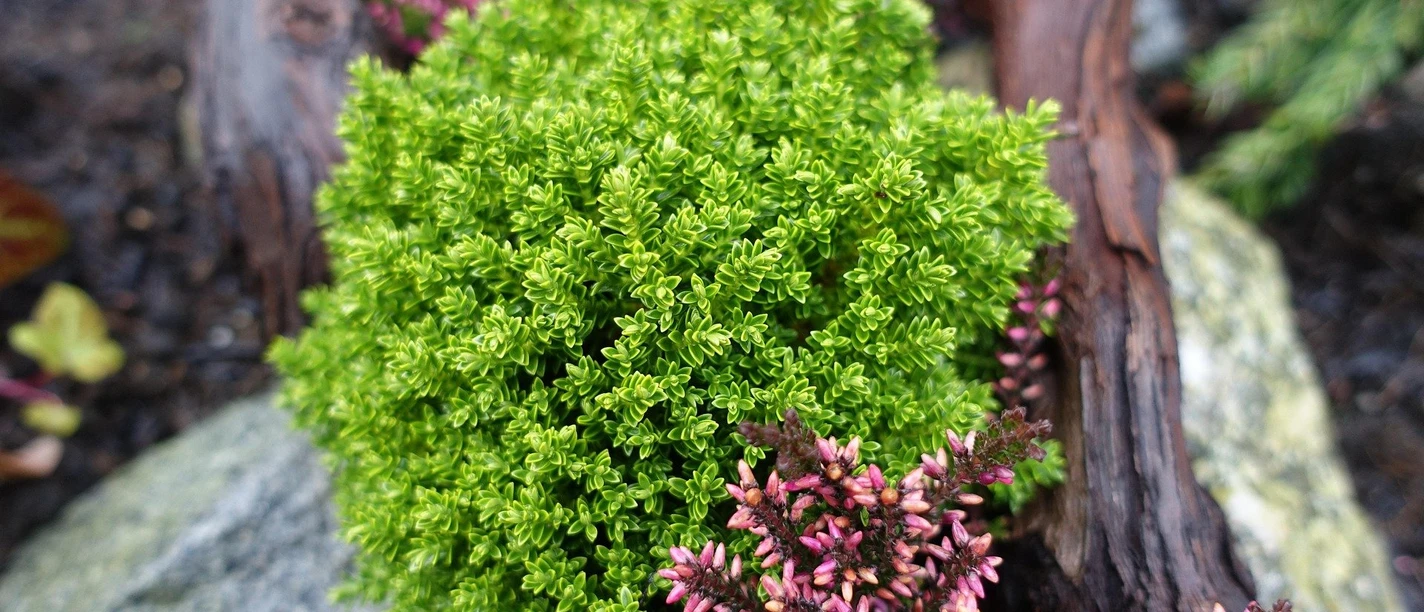 berndhaenisch-plant-6915364_1920