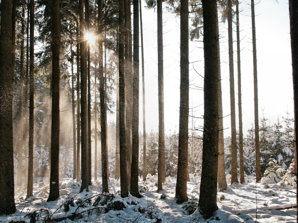 siegella-winter-forest-7655125_1920